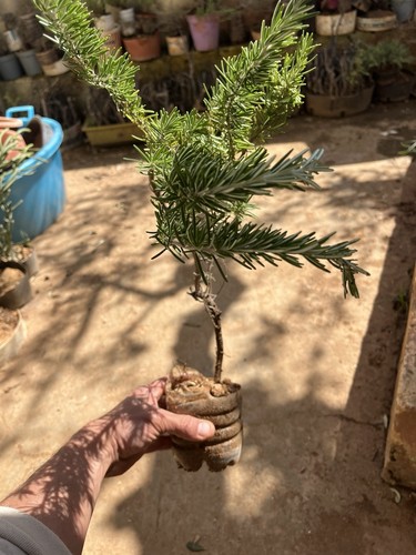 Rosmarino prostrato bonsai - rosmarino,