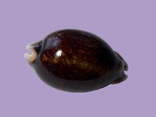 Cypraea eglantina f. melanica-rostrata, 5 miles, N. Caledonia, 60,8 mm