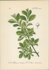 Chromolithographie 