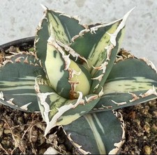 Agave titanota werewolf
