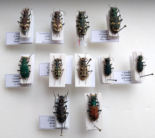 Carabidae coleotteri - carabidae,,