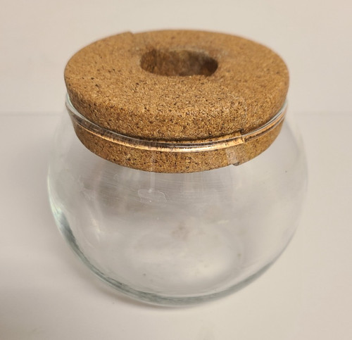Piante terrario vaso - piante,