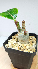 Adenium