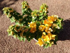 BOUGAINVILLEA   MINI THAI