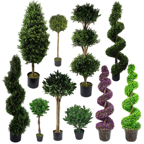 Piante sfera topiaria - piante,