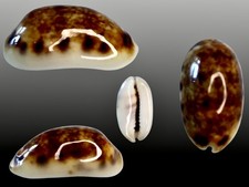 Cypraea listeri - , f