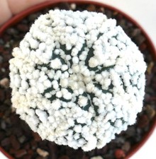 Astrophytum cv HANAZONO innestata 99JP7 - berretto vescovile | cactus stellato