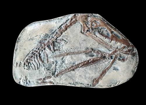 Scaphognathus crassirostris