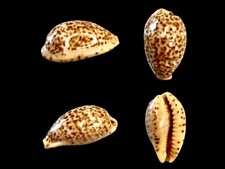 Cypraea humphreysii f