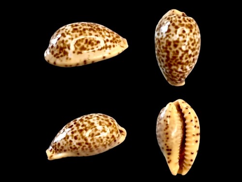 Cypraea humphreysii - , f