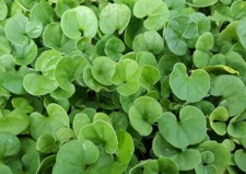 Semi tappeto erboso prato