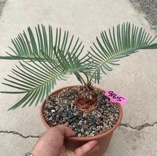 Rara crescita semina giardino