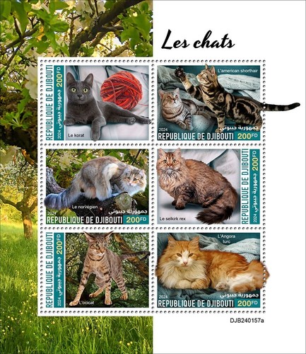 Timbri gatti korat american - gatti,
