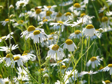 10.000 Semi Camomilla Comune