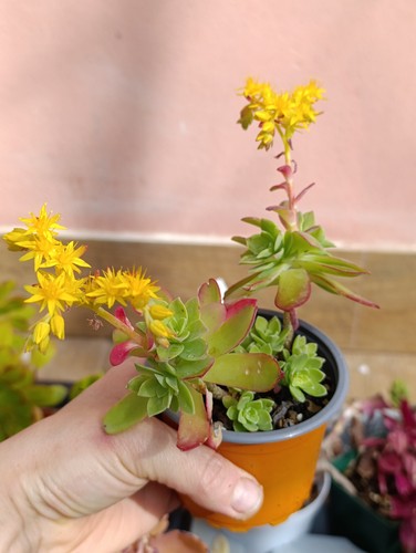 Sedum palmeri vaso 9ø cm - sedum,