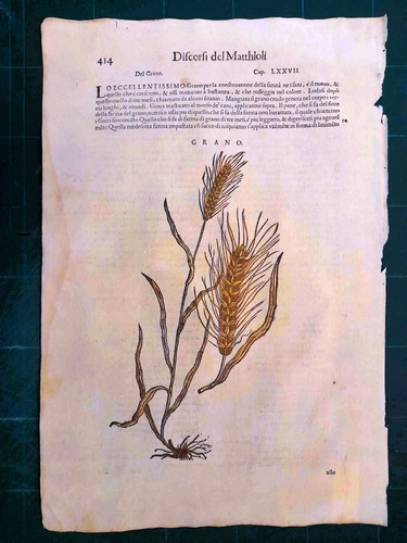 Mattioli matthioli erbario - matthioli, a