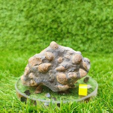 Shell fossil block port - shell,