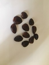 SEMI DI ASIMINA TRILOBA/BAO BAB BANANO DI MONTAGNA