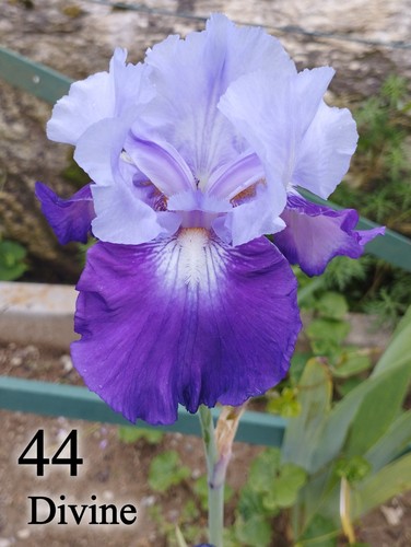 Rizoma iris germanica - rizoma,
