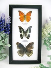 3 farfalle vere, imbottite