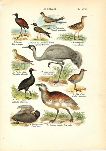 Stampa antica uccelli piviere - antica,