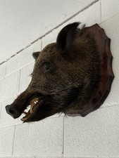 Trofeo Di Caccia, Cinghiale Imbalsamato