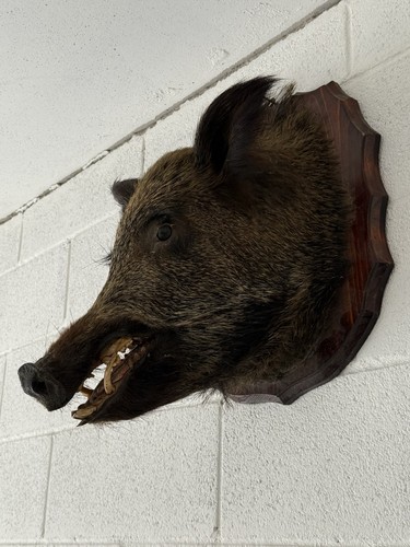 Trofeo caccia cinghiale - di,