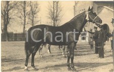 1930 MILANO Fiera - 1^ Mostra Nazionale Zootecnica - Cavallo Omero FOGGIA *Foto