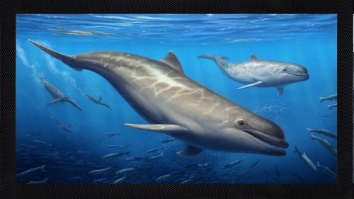 Bottlenose whale ocean - bottlenose,