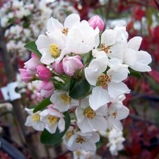 Pianta di Melo da Fiore in