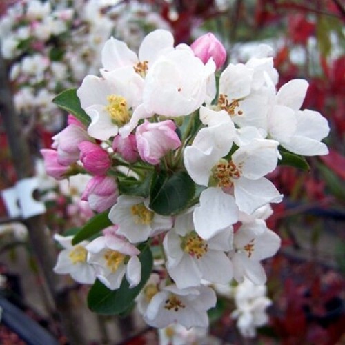 Pianta melo fiore in - pianta,