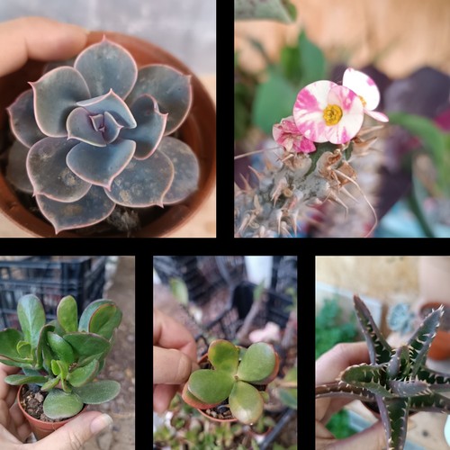 Suculentas euphorbia milli - suculentas,,