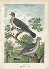 Stampa antica UCCELLI COLOMBACCIO Columba palumbus Naumann 1897 Antique print