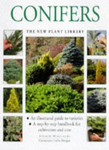Conifers new plant - conifers,