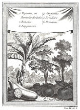 BANANA "Figueira ou Bananier des indes" 1740-60 BELLIN