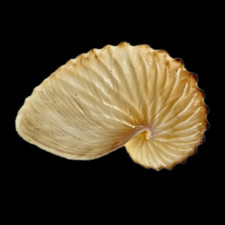 Conchiglia vera carta