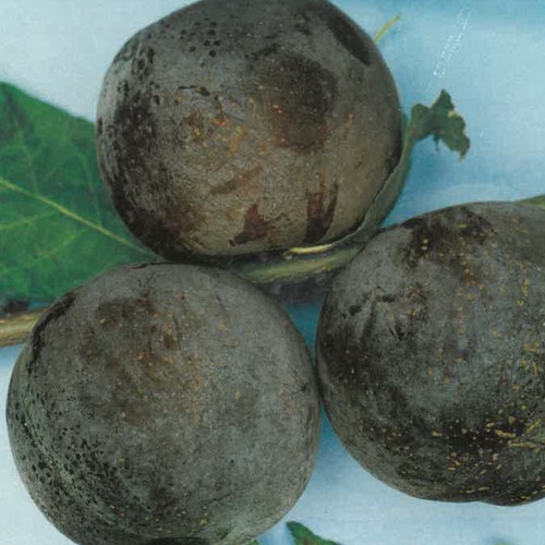Pianta frutto susino - da,