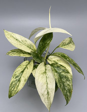 Monstera laniata mint