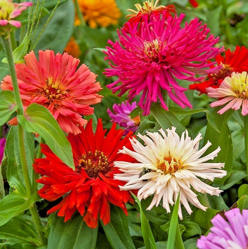 150 semi maxi pack zinnia - 150+,