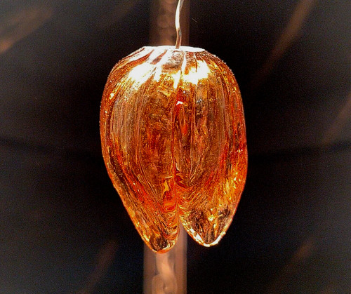 Fiore tulipano vetro di - fiore,