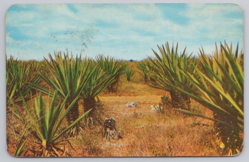 Vintage 1934 mexico henequen - vintage,