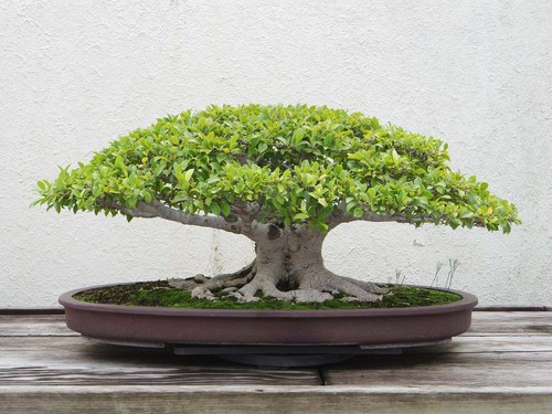 Ficus virens albero - ficus, di
