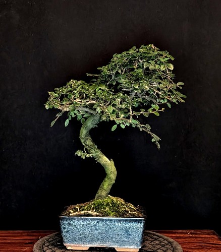 Bonsai olmo cinese ulmus - bonsai,