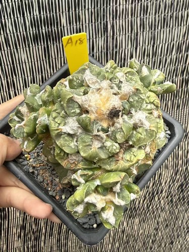 Multi teste ariocarpus - multi,