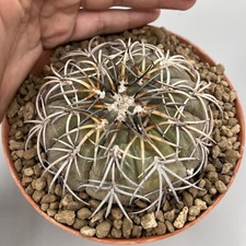 Gymnocalycium Spegazzini