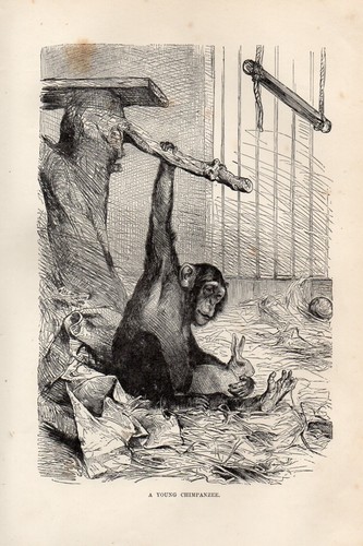 Stampa antica 1894 - 1894, scimpanze