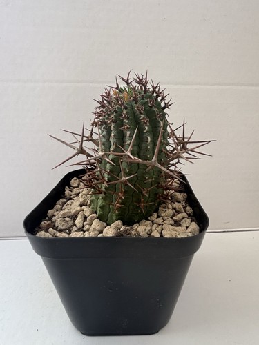 Euphorbia stellispina - 🌵, –