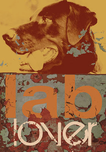 Labrador retriever chocolate - retriever,