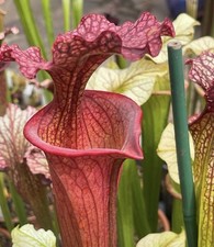 Sarracenia leucophylla
