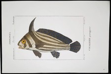 1831,PRETRE ORIGINALE ENGR. BELLISSIMO ANTICO ACQUERELLO CAVALIERE PESCE XKS